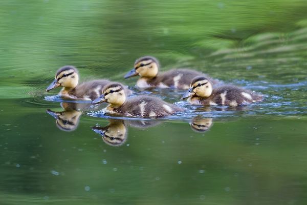 WA-Mercer Slough-Wood Duck ducklings (Aix Sponsa)
